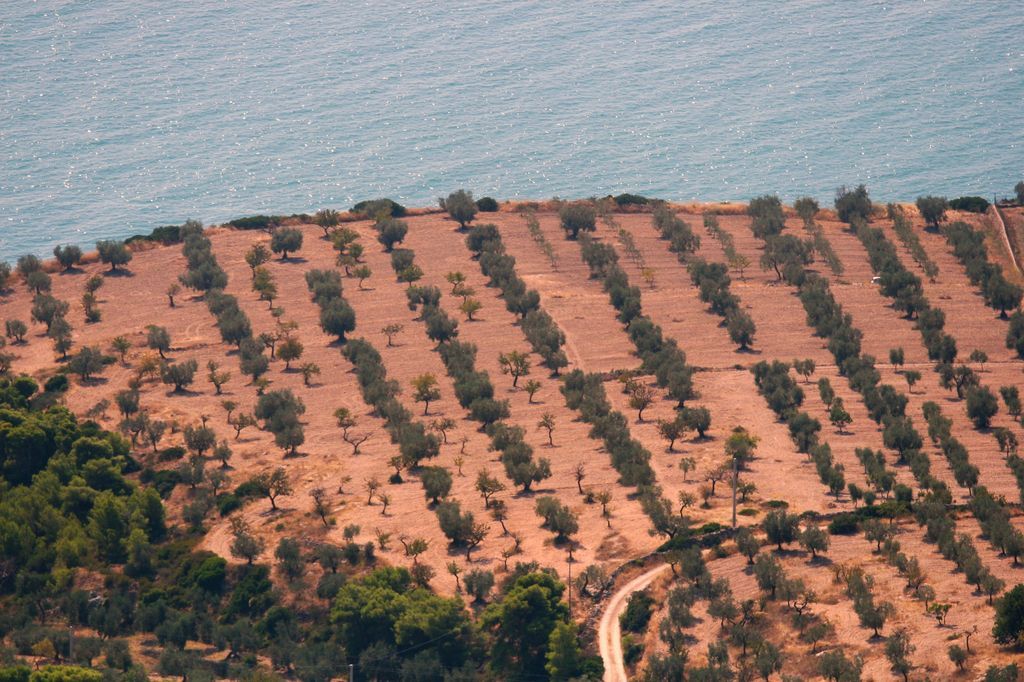 olivi e mare nel Gargano
