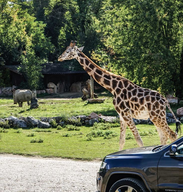 Safari Parco Natura Viva - Giraffa