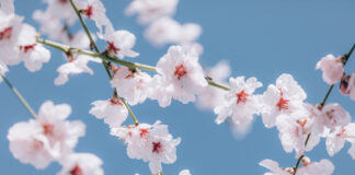 Mandorlo in Fiore ad Agrigento: dal 7 al 15 marzo