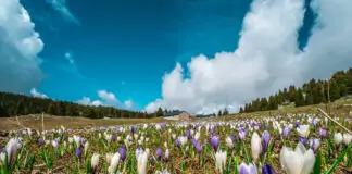Alpe Cimbra Primavera 2026: tra Benessere, Natura e Cultura Trentina